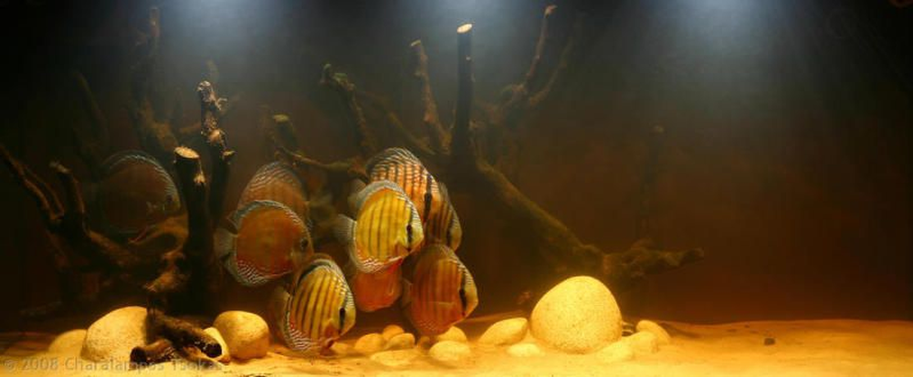 Akwarium biotopowe - co musisz o nim wiedzieć?