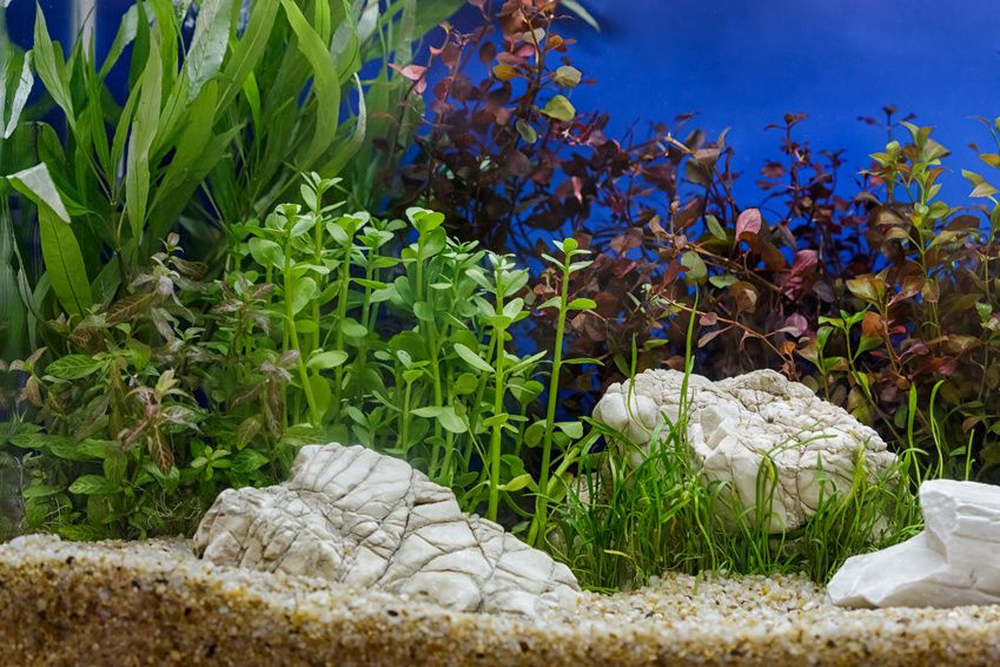 Jak stworzyć piękne akwarium roślinne – co będzie nam potrzebne?
