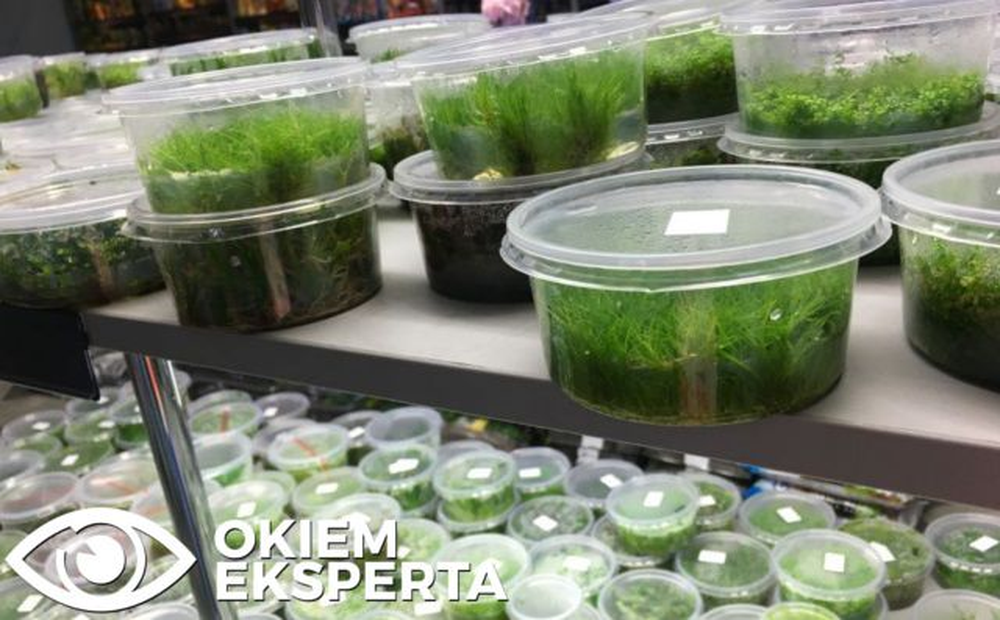 Okiem eksperta: Rośliny in vitro w każdym akwarium