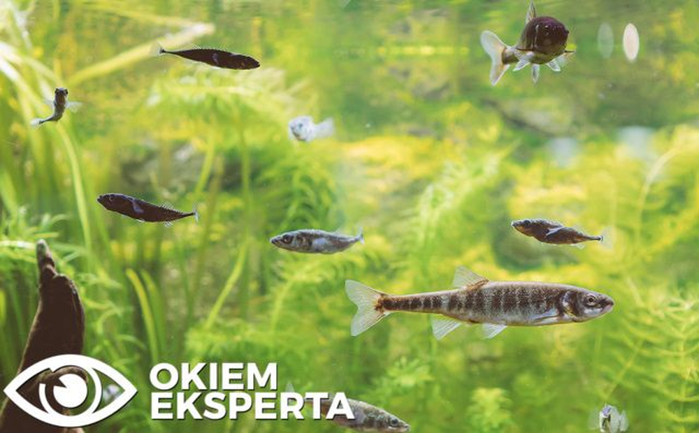 Okiem eksperta: Ryby do oczka wodnego – część III