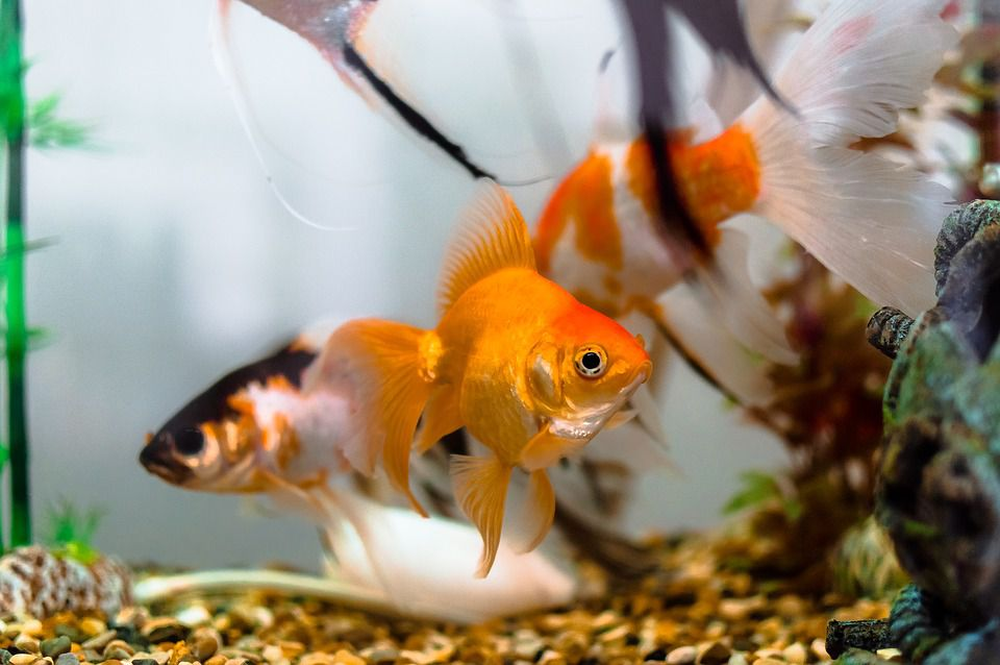 Przewodnik po gatunkach - złote rybki