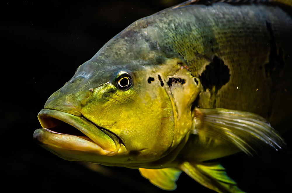 Choroby grzybiczne ryb w akwarium - objawy i leczenie