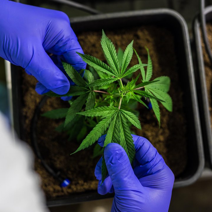 Czy leczenie THC (czy szerzej: medyczną marihuaną / preparatami zawierającymi THC) ma sens w 2025r.? Fakty i mity.