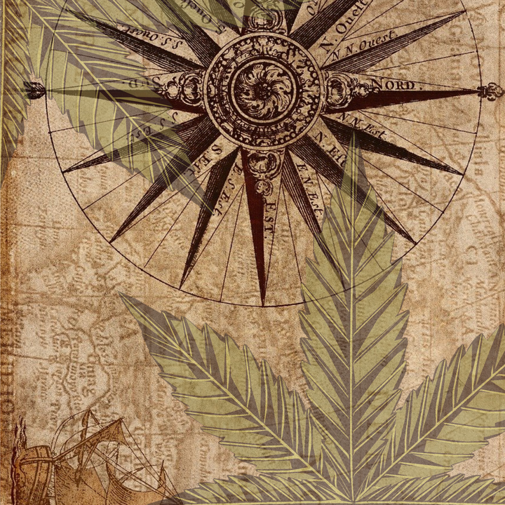 Historia konopi – od starożytnych lekarstw po nowoczesne suplementy