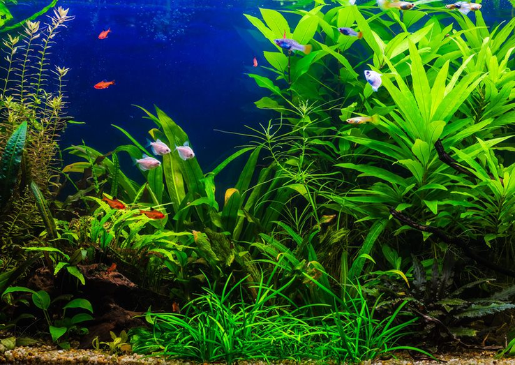 Jakie rośliny dobrać do akwarium?