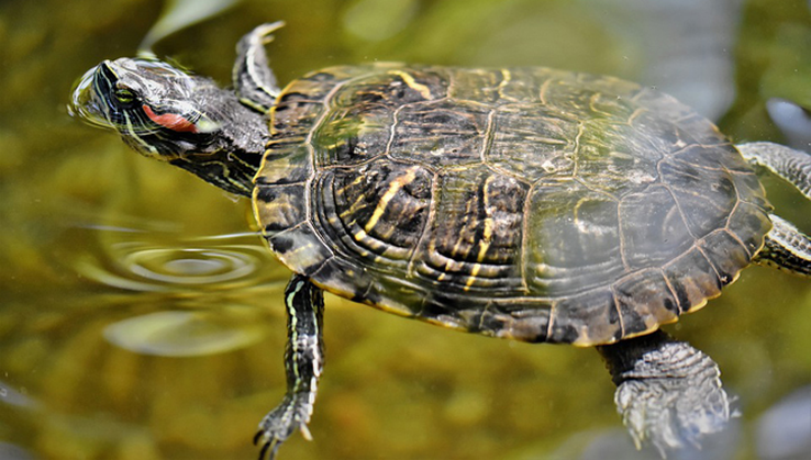 Akwaterrarium dla żółwia wodno-lądowego